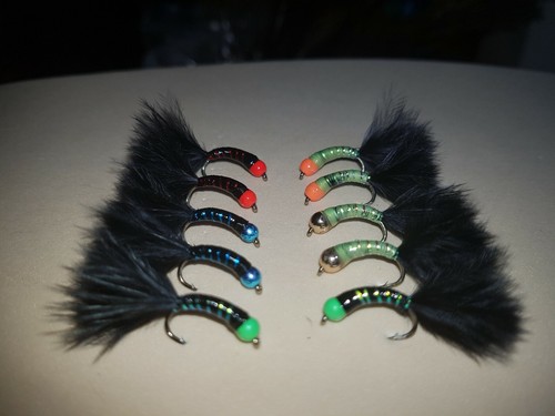 Cat bug stalking insetto - bug/stalking,
