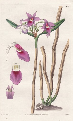 Epidendrum stenopetalum - epidendrum,