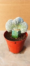 Astrophytum Miriostigma Cv