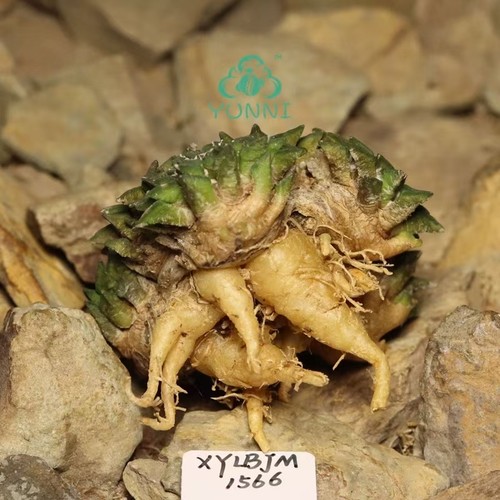 Vendita pianta cactus rara - pianta,