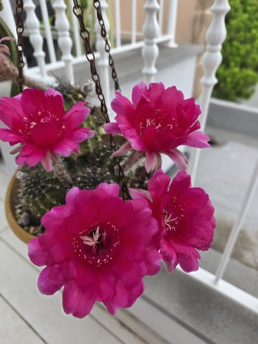 Echinopsis cactus vaso - cactus,