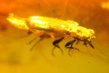 Ambra del Mar Baltico con RARA