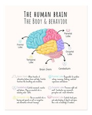 Poster educativo del - , cervello