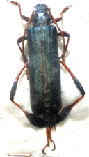 PHYLLOCNEMA guenzi F A1 39 mm