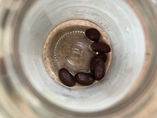 Asimina parviflora pawpaw a - -,