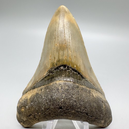 Dente squalo megalodon - di,