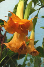 7 SEMI DI BRUGMANSIA SUAVEOLENS DOUBLE ORANGE - TROMBONE D'ANGELO - SPED. GRATIS