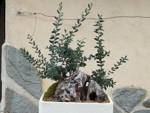 Pre bonsai olivastro - di,
