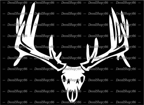 Whitetail rack antler - rack, /