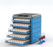 Turner Duck Piccioni Uccellini