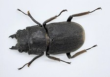 Lucanidae, Gnaphaloryx opacus