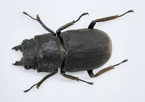 Lucanidae gnaphaloryx opacus - lucanidae,,