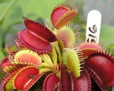 Piante Carnivore Dionea G16 