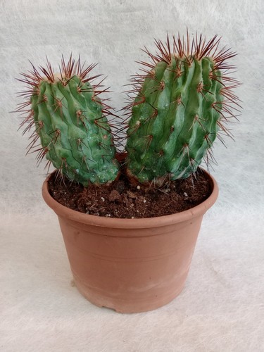 Copiapoa dealbata var - copiapoa,