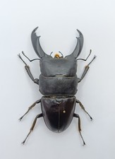 Entomology Taxidermy : Dorcus Titanus 89mm+/-, A1