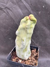 LOPHOCEREUS SCHOTTII F