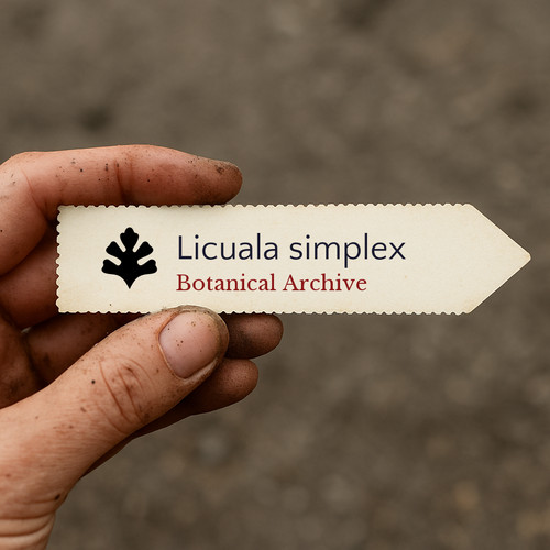 Licuala simplex seeds - 10,