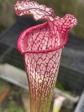 Pianta carnivora Sarracenia