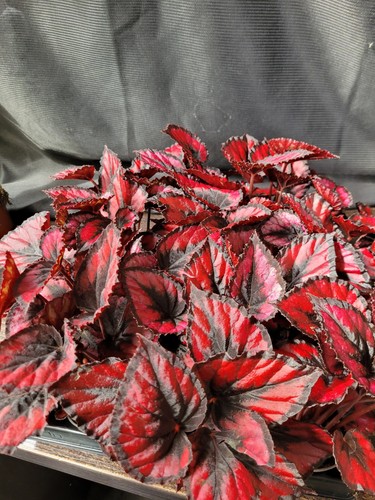 Begonia rex - rex, da