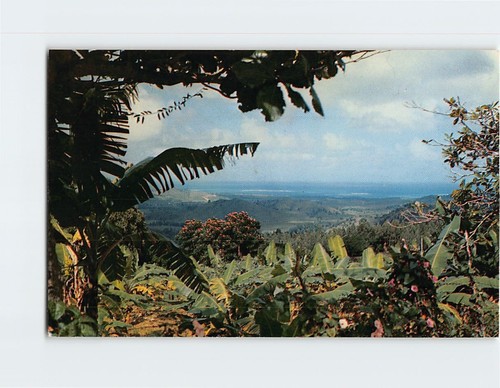 Cartolina veduta dalla foresta