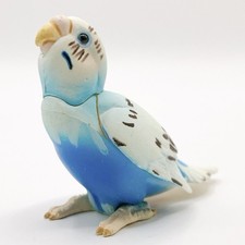 Budgerigar baby pulcino Blue