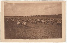 ROMA - CAMPAGNA ROMANA - VERSO