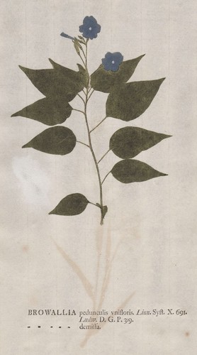 Browallia demissa fiore - fiore, stampa