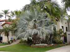 Brahea armata, palma Hesper