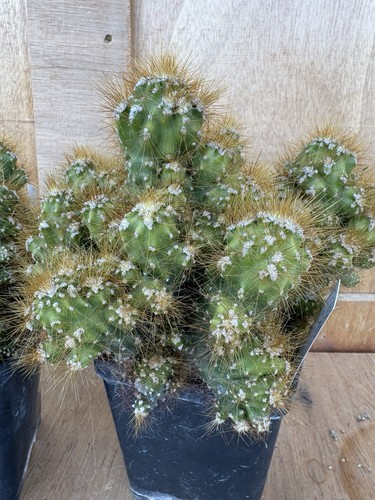 Cereus peruvianus monstruosus - cereus,
