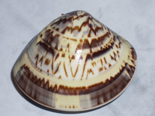 Meretrix petechialis amazing - meretrix,