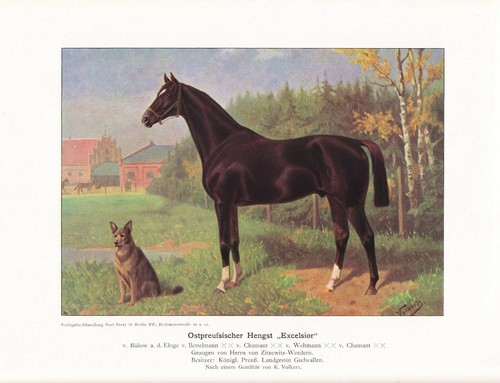 Hengst exceslsior volkers - "exceslsior",