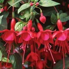 Fucsia marinka lanterna fiore - lanterna,
