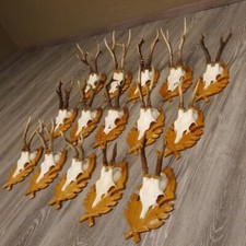 Pezzi corna di capriolo - corna,