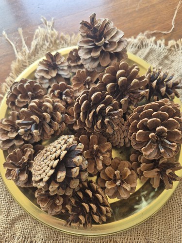 Pigne per decorazioni varie - pigne,