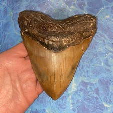 MEGALODONTE DENTE DI SQUALO