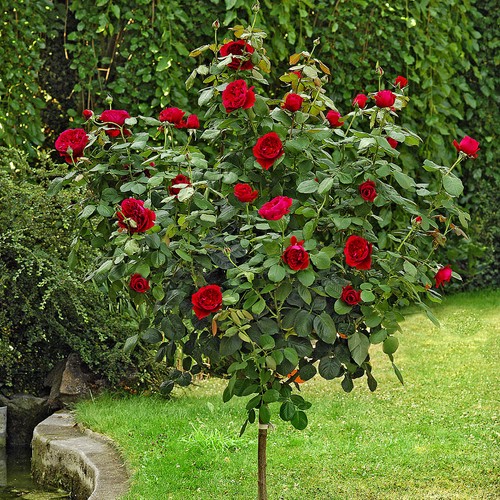 Pianta albero rosa brevettata - pianta,