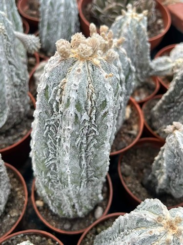 Pianta succulenta astrophytum - pianta,