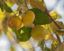 20 Semi Ziziphus Mauritiana Prugna Indiana Data Cinese Medico Commestibile Frutta Albero