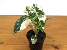 Alocasia Frydek Variegated -