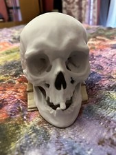 Teschio Di Ceramica Herend wunderkammer memento mori