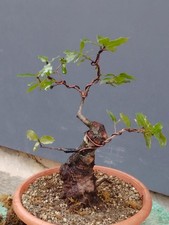 Pre-Bonsai Di Leccio 40x11cm
