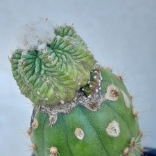 Aztekium Ritteri Grosse