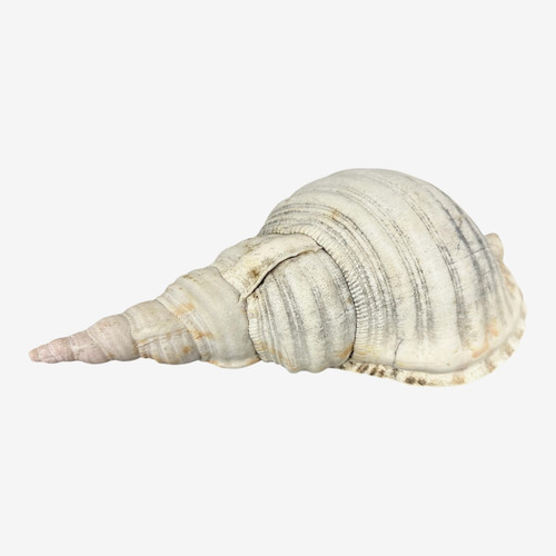 Tromba gigante guscio - , 11
