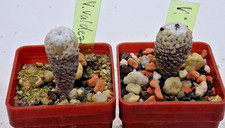 Cactus - Cactus - Pelecyphora