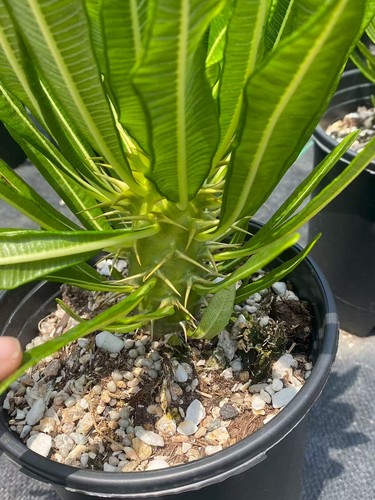 Pachypodium ambongense rara