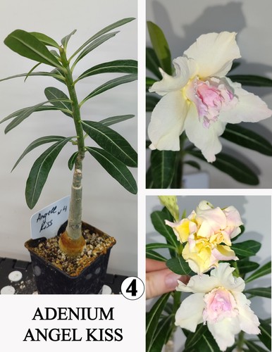 Adenium angel kiss - adenium, di