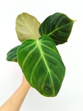 Philodendron Luxurians