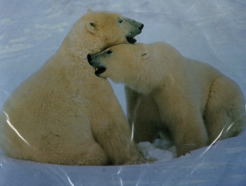 Mouse pad orso polare - polare,