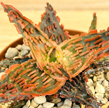 Aloe TCT ,  pot 8 cm  (cod.Y0026) ITALYCACTUS