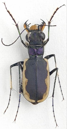 Carabidae cicindelinae - carabidae,